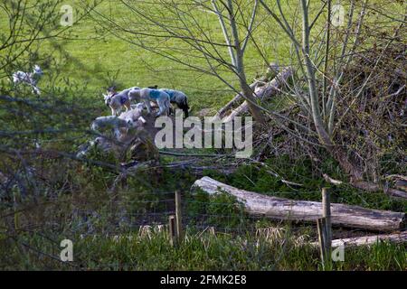 Printemps en Angleterre. Agneaux jouant près d'une rivière, grimpant sur un monticule. Banque D'Images