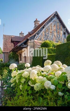 Ancienne maison en pierre et fleurs blanches (Hydrangea) dans le village pittoresque d'Apremont-sur-Allier, classé comme l'un des plus beaux villages de Franc Banque D'Images