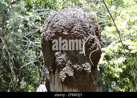 Termite. Beaucoup de termites sur les troncs d'arbres, nom scientifique isoptera, appelé termites, ravageurs agricoles, au lieu d'arbre mort, avec un foyer sélectif, gr Banque D'Images