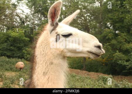 Profil d'un lama domestique Banque D'Images