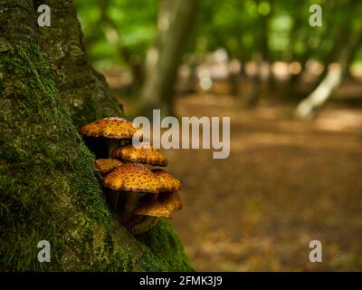 Quelques scalycaps dorés attachés à la base d'un arbre recouvert de mousse, dans une parcelle de bois urbain parsemée de litières de feuilles automnales en plein soleil. Banque D'Images