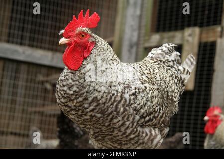 Plymouth Rock rooster Banque D'Images