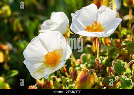 Fleurs blanches de Cistus salviifolius, rosier à feuilles de sauge au soleil sur Majorque Banque D'Images