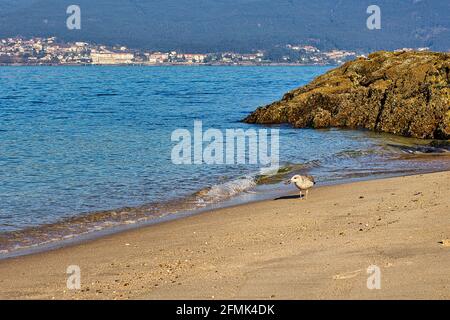 Mouette mangeant une étoile de mer près de la mer sur le plage Banque D'Images