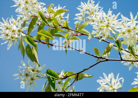 Amelanchier lamarckii Snowy mespilus Juneberry Blooming, arbuste Banque D'Images