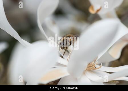 Tachinid Fly sur une fleur de Magnolia stellata Banque D'Images