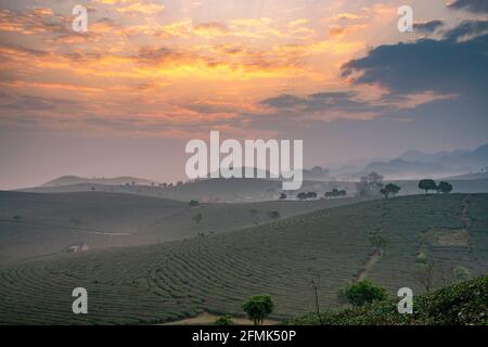 Lever du soleil sur la colline du thé MOC Chau, village MOC Chau, province de son la, Vietnam Banque D'Images