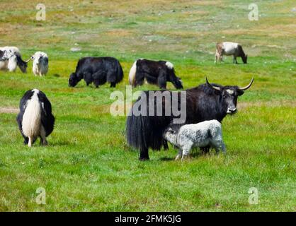 Les yaks sont grisés dans les montagnes. Russie. Sibérie. Banque D'Images