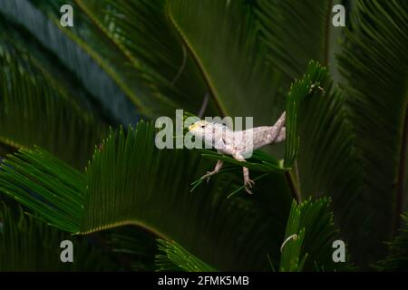 Magnifique lézard de jardin indien (Calotes versicolor), posé sur les feuilles d'une plante dans le jardin. Également connu sous le nom de lézard de jardin oriental, Bloodsuke Banque D'Images