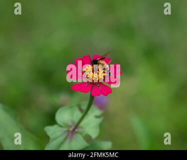 Une abeille géante (APIs dorsata) se nourrissant d'une belle fleur rouge de zinnia dans le jardin de Mangore à Karnataka, Inde. Banque D'Images