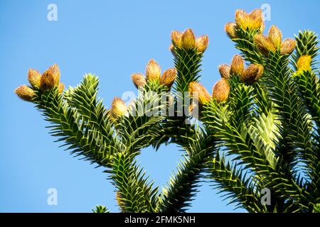 Araucaria araucana porteur de pollen d'arbre Banque D'Images