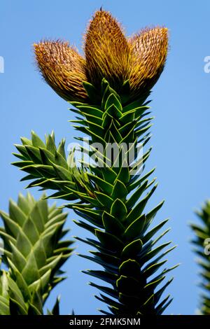 Araucaria araucana Singe Puzzle arbre Cones PIN chilien Araucariaceae Banque D'Images