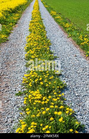 Pissenlits fleuris fleuris sur une route de ferme Banque D'Images