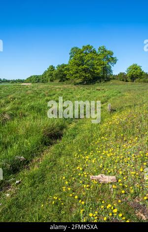 Chemin sur un pré avec des fleurs de pissenlit jaune Banque D'Images