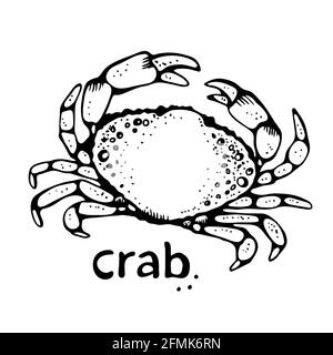 Illustration du vecteur crabe, esquisse dessinée à la main, isolée sur fond blanc Illustration de Vecteur