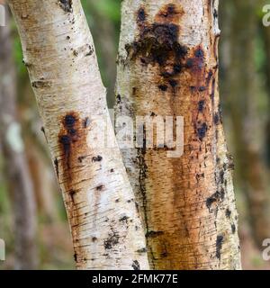 Taches brunes sur l'écorce d'un bouleau argenté (betula pendula) Banque D'Images