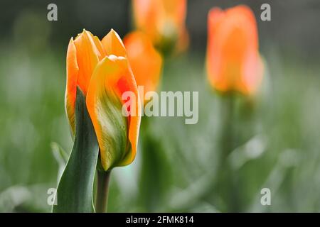 Tulipes sur un pré avec beau bokeh. Le ressort peut venir. Banque D'Images