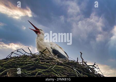 Cigogne blanche au site de nidification. 1994 oiseau de l'année en Allemagne. Faune Banque D'Images