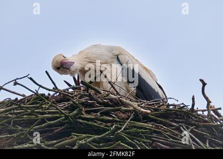 Cigogne blanche au site de nidification. 1994 oiseau de l'année en Allemagne. Faune Banque D'Images