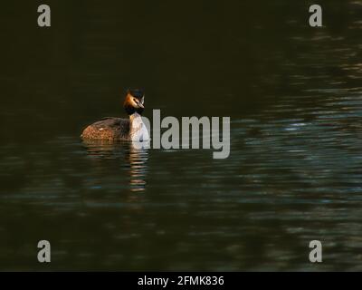 Le Grand Grebe à crête était oiseau de l'année 2001 en Allemagne et en Autriche. Ici dans un beau spectacle de lumière dans un lac. Banque D'Images