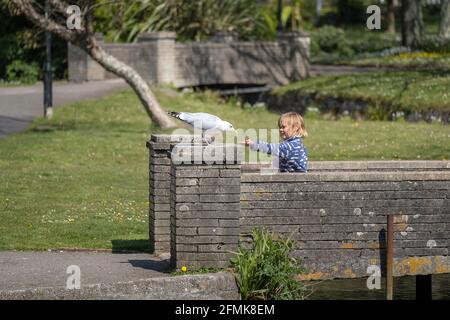 Une jeune fille tenant la main pour nourrir un Goéland argenté européen Larus argentatus dans les jardins de Trenance à Newquay en Cornouailles. Banque D'Images