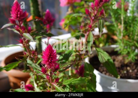 Celosia violet en pot de fleur au balcon avec un autre plantes sur le balcon Banque D'Images