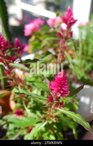 Violet Celosia bookeh dans pot de fleur au balcon avec certains autres plantes sur le balcon Banque D'Images