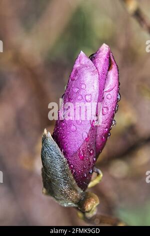 Les magnolia sont une splendeur en pleine floraison. Un oeil attrape dans le paysage Banque D'Images