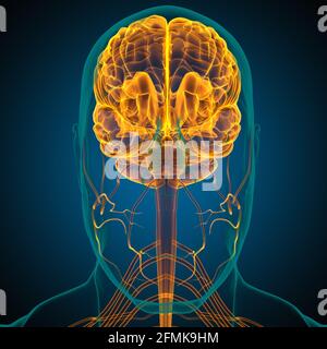 Human Brain Anatomy for Medical concept Illustration 3D Banque D'Images