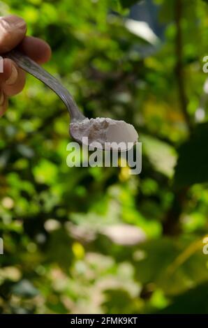 cuillère à soupe de poudre à pâte ou de bicarbonate de soude ou toute fine poudre blanche comme la farine autolevante, ingrédients généralement utilisés dans la cuisson Banque D'Images