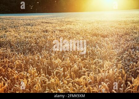 Golden sunset over wheat field Banque D'Images