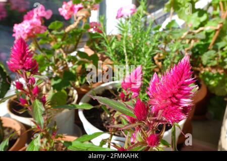 Celosia violet en pot de fleur au balcon avec un autre plantes sur le balcon Banque D'Images