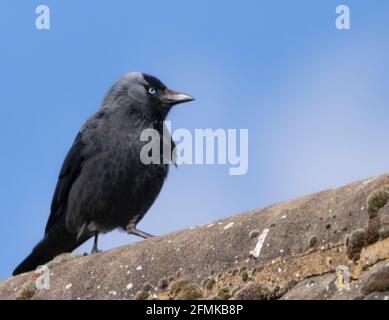 Jackdaw, perchée dans un jardin britannique, printemps 2021 Banque D'Images