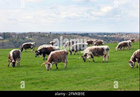 Le bétail de Longhorn anglais se brout dans un champ sur les North Downs à Surrey, en Angleterre, au Royaume-Uni Banque D'Images