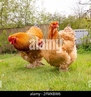 deux poulets brahma dans le jardin Banque D'Images