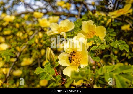 Une abeille recueille le pollen des étamines d'une grande rose arbustive jaune à floraison précoce, des fleurs uniques de Rosa xanthina var Spontanea « Canary Bird » Banque D'Images