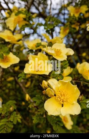 Fleur précoce grand arbuste jaune rose, fleurs uniques de Rosa xanthina var.. Spontanea 'Canary Bird' fleurir au printemps dans un jardin à Surrey, Royaume-Uni Banque D'Images