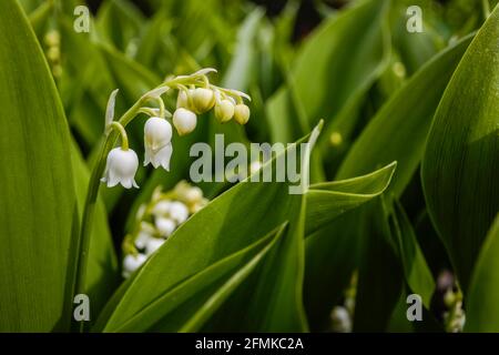 De délicates petites fleurs blanches en forme de cloche de nénuphars de la vallée, Convallaria majalis, fleurissent au printemps dans un jardin de Surrey, au sud-est de l'Angleterre Banque D'Images