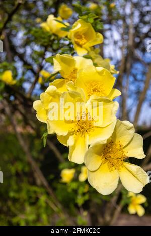 Fleur précoce grand arbuste jaune rose, fleurs uniques de Rosa xanthina var.. Spontanea 'Canary Bird' fleurir au printemps dans un jardin à Surrey, Royaume-Uni Banque D'Images