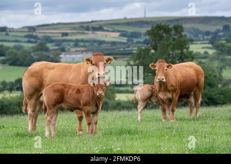 Troupeau de bovins de boucherie Limousin dans les pâturages des Yorkshire Wolds, Royaume-Uni. Banque D'Images