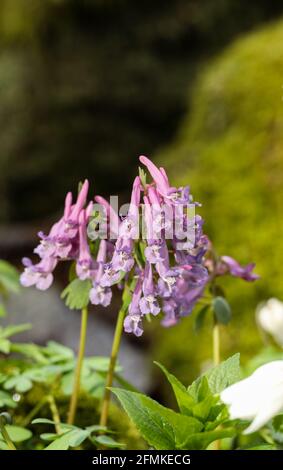 Fumewort (Corydalis solida) floraison Banque D'Images