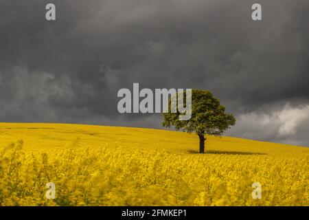 Wakefield, Royaume-Uni. 10 mai 2021. Un ciel sombre surgit d'un chêne isolé entouré d'une feuille de graines de colza jaune dans une atmosphère juste à l'extérieur du village de Woolley, près de Wakefield, West Yorkshire, Royaume-Uni à Wakefield, Royaume-Uni le 5/10/2021. (Photo de Mark Cosgrove/News Images/Sipa USA) crédit: SIPA USA/Alay Live News Banque D'Images