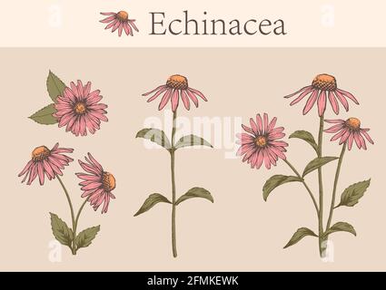 Image dessinée à la main de fleurs d'échinacée avec tiges et feuilles.illustration botanique. Herbes curatives pour la conception cosmétiques naturels, aromathérapie, homéopathe Illustration de Vecteur