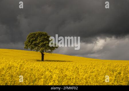 Un ciel sombre surgit d'un chêne isolé entouré d'une feuille de graines de colza jaune dans une atmosphère juste à l'extérieur du village de Woolley, près de Wakefield, West Yorkshire, Royaume-Uni Banque D'Images