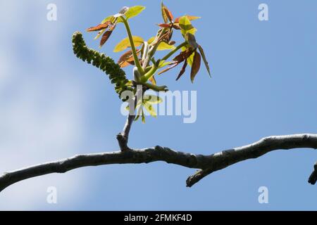 Noyer commun Anglais noyer Juglans regia catkin pousse en gros plan sur la branche Banque D'Images