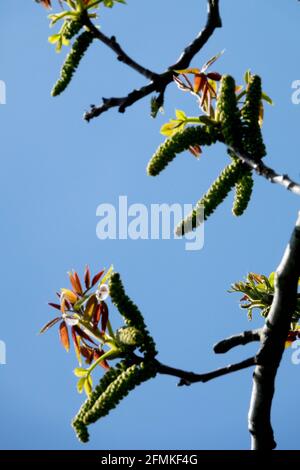 Chatons de printemps sur le noyer commun Juglans regia Banque D'Images