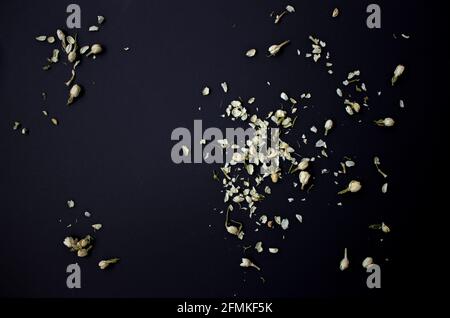 fleurs de jasmin séchées sur fond sombre, vue du dessus Banque D'Images