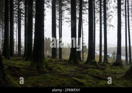 Une forêt sombre et sinistre silhouetée contre le ciel. Réservoir d'Usk, Carmarthenshire, pays de Galles. ROYAUME-UNI. Banque D'Images