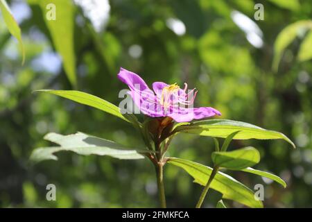 Sri Lankan plante ayurvéda la plus célèbre 'Bovitiya' Osbeckia octandra en été. Banque D'Images