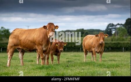 Troupeau de bovins de boucherie Limousin dans les pâturages des Yorkshire Wolds, Royaume-Uni. Banque D'Images